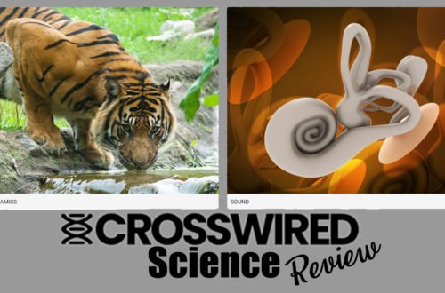 Do your children love hands on learning and science? Check out this review of CrossWired Science - a new program for the scientist in all of us.